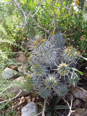 Euphorbia ferox