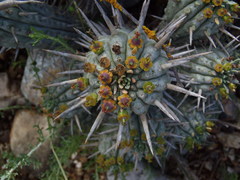Euphorbia ferox