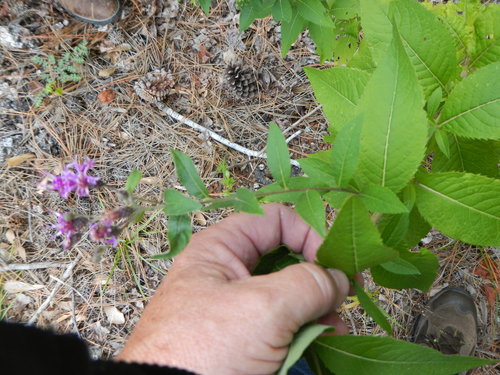 Western Ironweed
