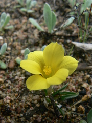 Moraea galaxia
