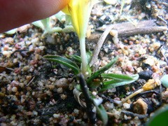 Moraea galaxia