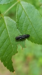 Agrilus bilineatus