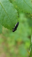 Agrilus bilineatus