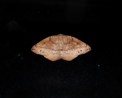 Syncirsodes primata