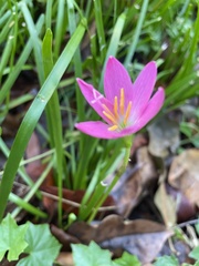 Zephyranthes rosea