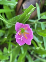 Zephyranthes rosea