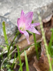 Zephyranthes rosea