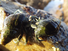 Diogenes brevirostris