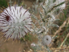 Cirsium occidentale