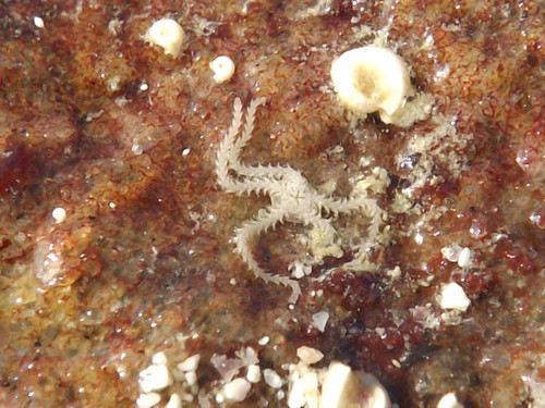 Amphipholis squamata