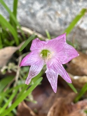 Zephyranthes rosea