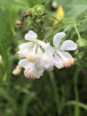 Ripariosida hermaphrodita