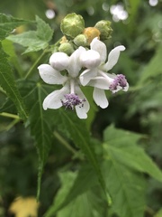 Ripariosida hermaphrodita