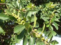 Ficus natalensis natalensis