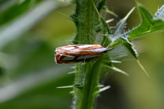Catoptria speculalis