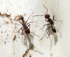 Ocymyrmex barbiger