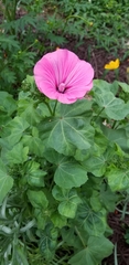 Malva trimestris