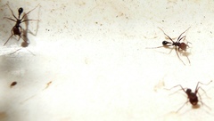 Ocymyrmex barbiger