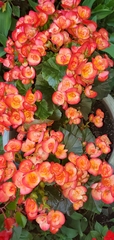 Begonia × hiemalis