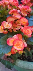 Begonia × hiemalis