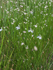 Pecteilis radiata