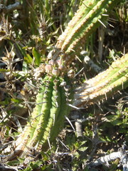 Euphorbia mammillaris
