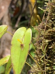Pleurothallis rhodoglossa