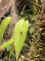 Pleurothallis rhodoglossa
