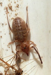 Ceromidae
