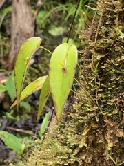 Pleurothallis rhodoglossa