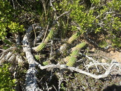 Euphorbia mammillaris