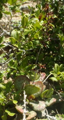 Adromischus maculatus