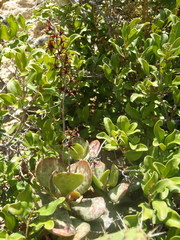 Adromischus maculatus