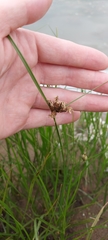 Bolboschoenus planiculmis