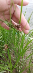 Bolboschoenus planiculmis