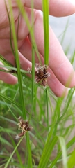 Bolboschoenus planiculmis