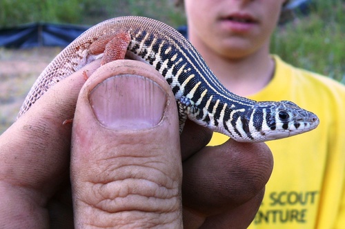 Nucras tessellata