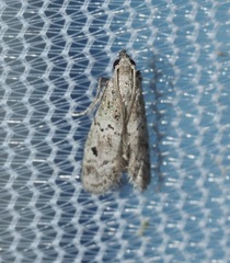 Cacotherapia unipuncta