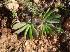 Glottiphyllum longum