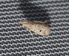 Cacotherapia unipuncta