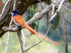 Terpsiphone viridis granti