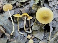 Entoloma flavoviride