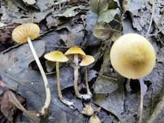 Entoloma flavoviride