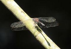 Dythemis velox