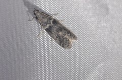Ectomyelois ceratoniae