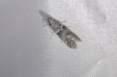 Ectomyelois ceratoniae