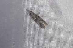Ectomyelois ceratoniae