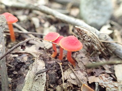 Hygrocybe mucronella