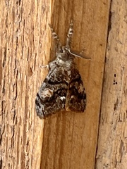 Orgyia pseudotsugata