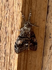 Orgyia pseudotsugata